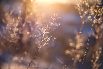 成都确诊(成都确诊女孩央视报道)
