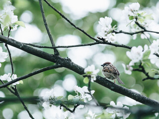 石家庄疾控发布最新提醒/石家庄最新防控
